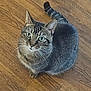 cat, tabby, pet, animal, indoor, wooden_floor, curious, green_eyes, feline, sitting, looking_up, whiskers, ears, tail, fur, domestic_animal, cute, companion, house_pet, alert