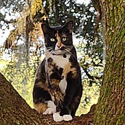 Doodle Bug joined the competition — help win amazing prizes! cat, calico, tree, nature, outdoor, animal, pet, green_eyes, fur, whiskers, branch, trunk, mammal, wildlife, forest, sitting, closeup, background_blur, daylight, curious