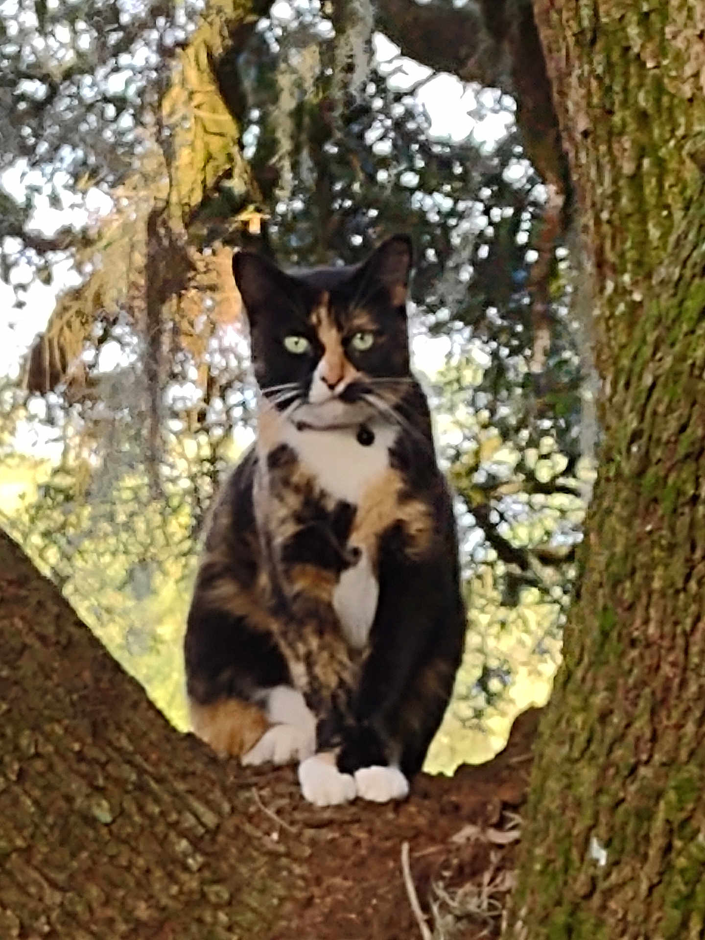 Doodle Bug joined the competition — help win amazing prizes! cat, calico, tree, nature, outdoor, animal, pet, green_eyes, fur, whiskers, branch, trunk, mammal, wildlife, forest, sitting, closeup, background_blur, daylight, curious