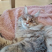 Alba a rejoint le concours — aidez-le/la à gagner de superbes lots ! animal, blanket, cat, close_up, cozy, cute, domestic, feline, fluffy, fur, indoor, laying_down, mammal, paw, pet, pink, relaxed, stretching, tabby_cat, whiskers