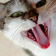 Plume participe au concours pour gagner de l'argent avec cette photo : abyssinian, animal, bodypart, cat, kitten, manx, mouth, person, pet, snout, teeth, tongue