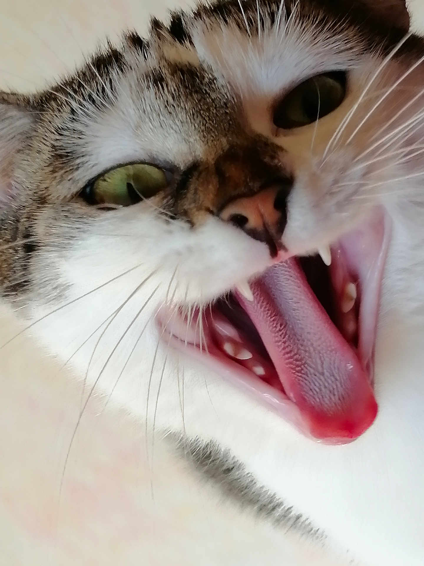 Plume participe au concours pour gagner de l'argent avec cette photo : abyssinian, animal, bodypart, cat, kitten, manx, mouth, person, pet, snout, teeth, tongue
