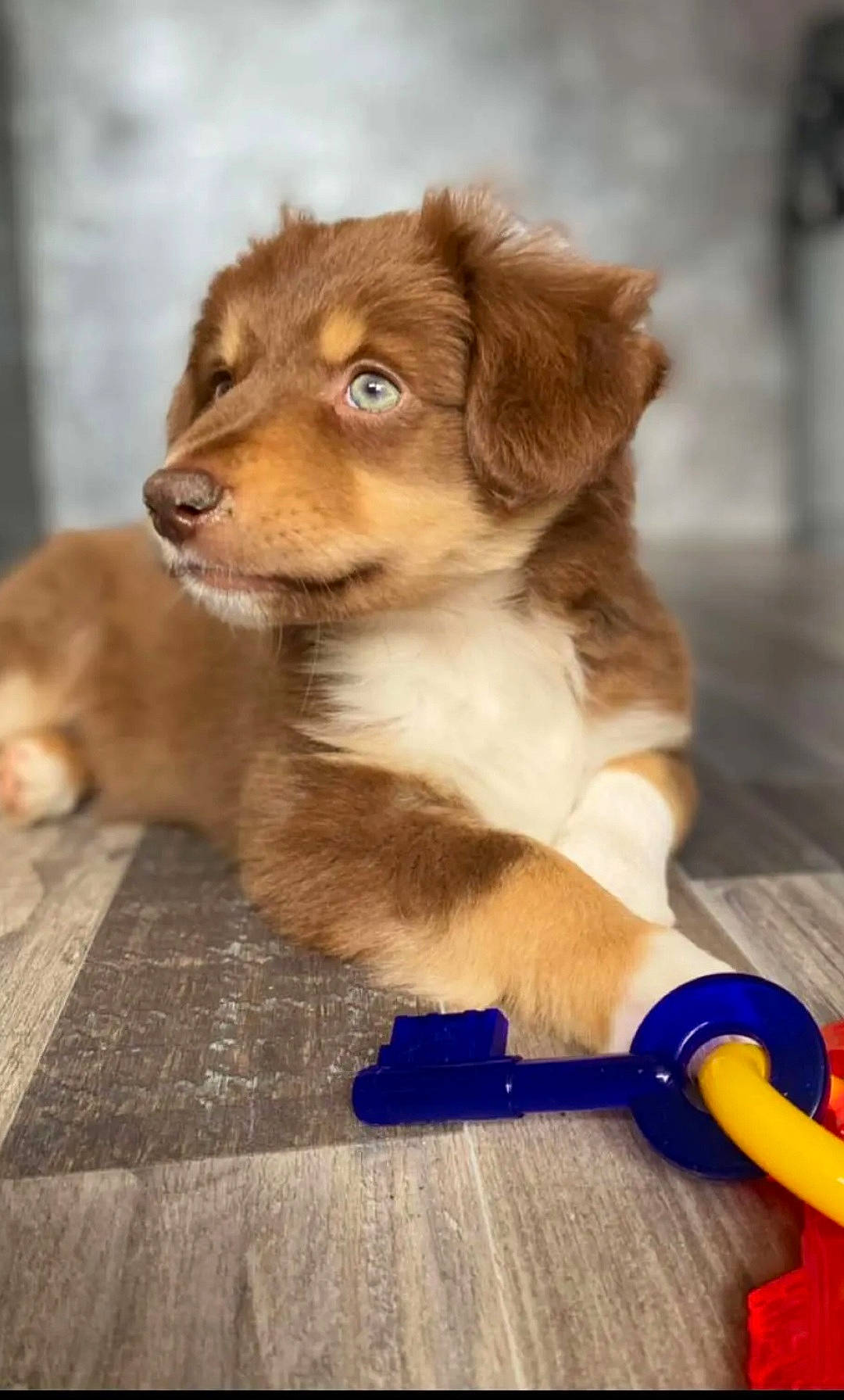 Taïko a rejoint le concours — aidez-le/la à gagner de superbes lots ! ancient_dog_breeds, ball, canidae, carnivore, companion_dog, dog, dog_breed, fawn, fur, liver, puppy, snout, sporting_group, toy, whiskers, wood, working_animal, working_dog