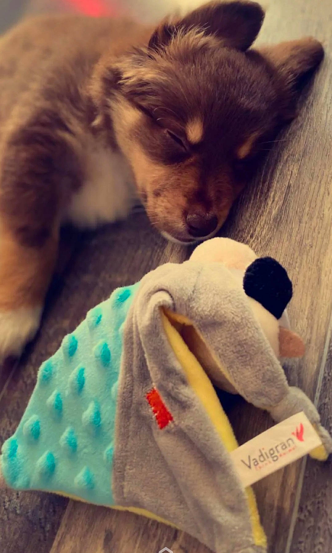 Taïko a rejoint le concours — aidez-le/la à gagner de superbes lots ! carnivore, cloud, companion_dog, dog, dog_breed, dog_supply, ear, fawn, fur, green, happy, light, mammal, paw, snout, toy, toy_dog, vertebrate, whiskers, working_animal