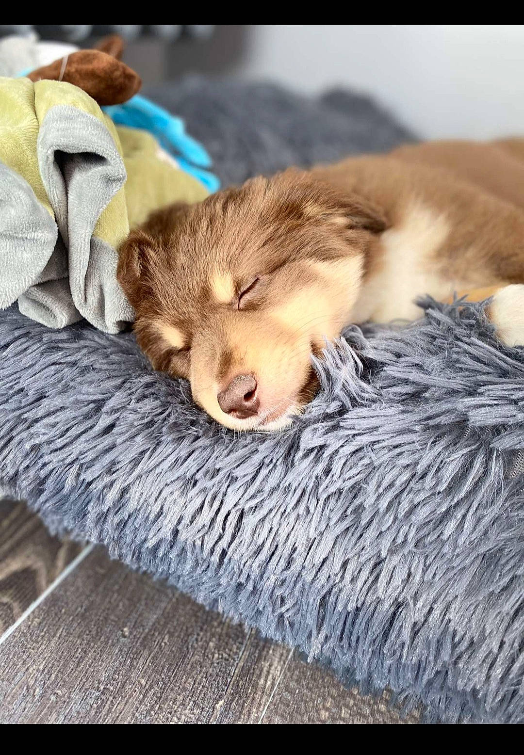 Taïko a rejoint le concours — aidez-le/la à gagner de superbes lots ! canidae, comfort, companion_dog, dog, dog_breed, felidae, flooring, fur, linens, liver, natural_material, paw, rectangle, retriever, snout, sporting_group, street_dog, textile, whiskers, wood