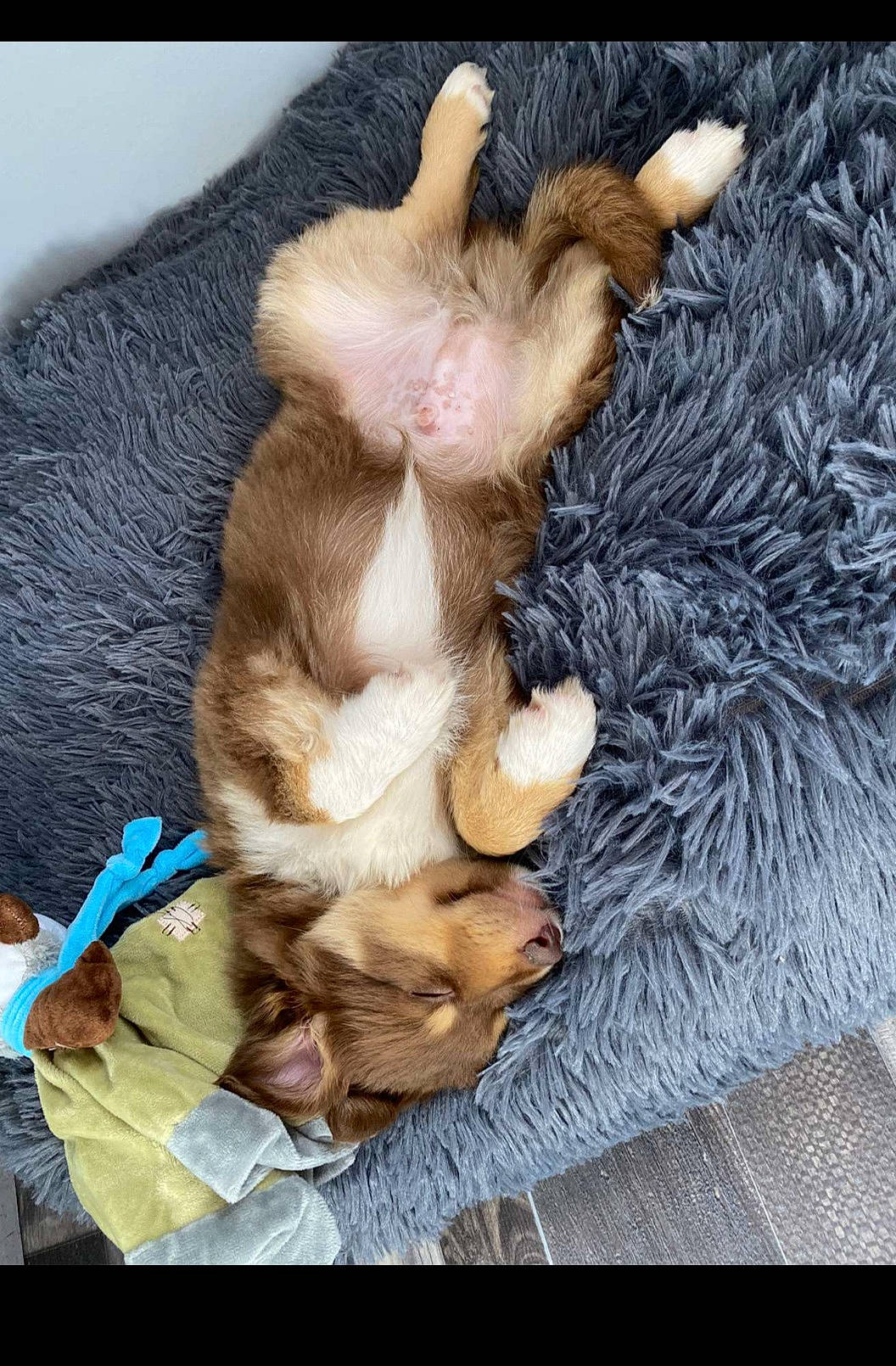 Taïko participe au concours pour gagner de l'argent avec cette photo : canidae, carnivore, claw, comfort, companion_dog, dog, dog_breed, fawn, felidae, fur, linens, liver, mammal, paw, small_to_medium_sized_cats, sporting_group, tail, textile, vertebrate, whiskers