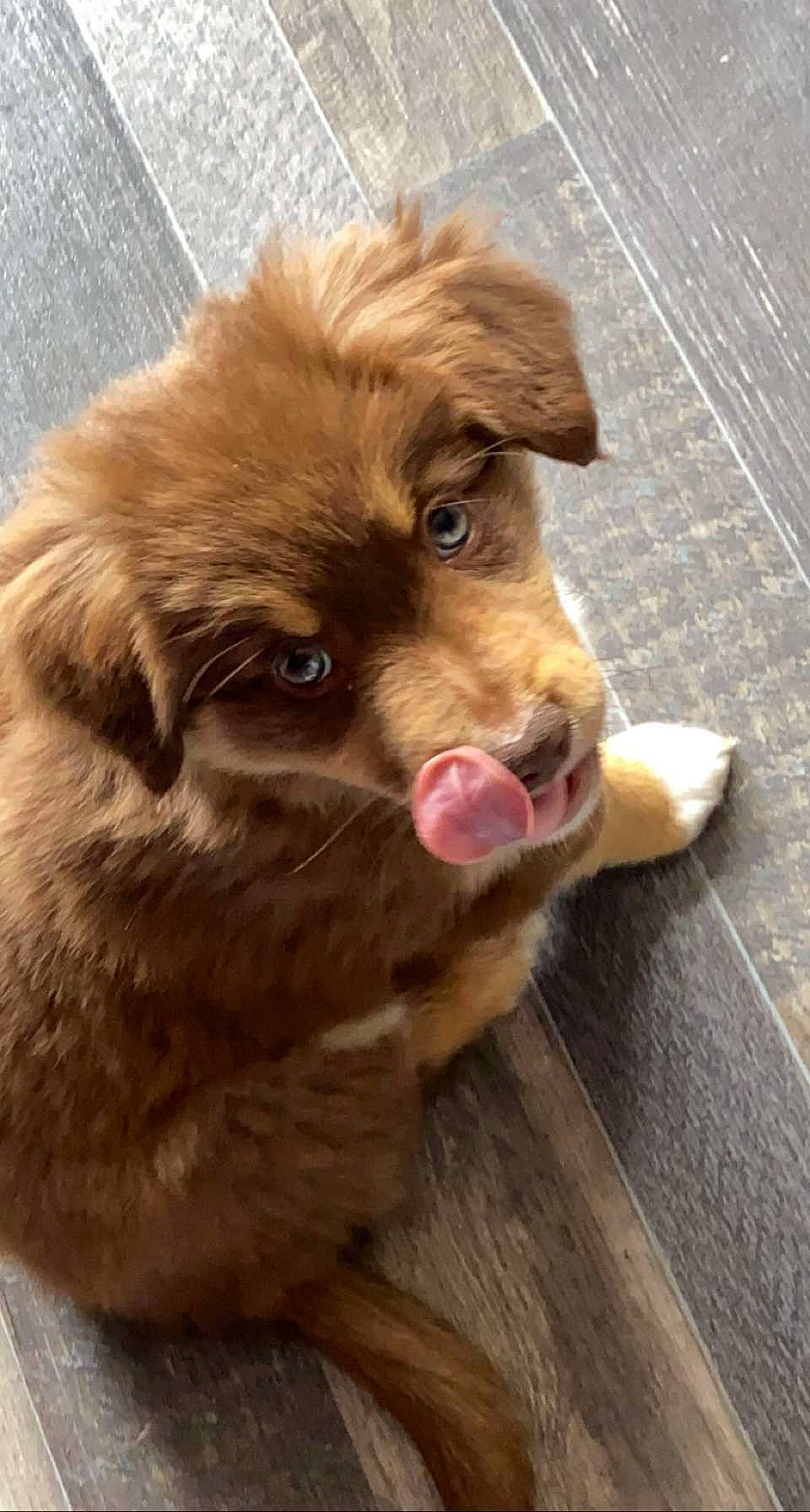 Taïko a rejoint le concours — aidez-le/la à gagner de superbes lots ! canidae, carnivore, companion_dog, dog, dog_breed, fawn, flooring, fur, gun_dog, hardwood, liver, retriever, snout, sporting_group, terrestrial_animal, whiskers, wood, working_animal, working_dog