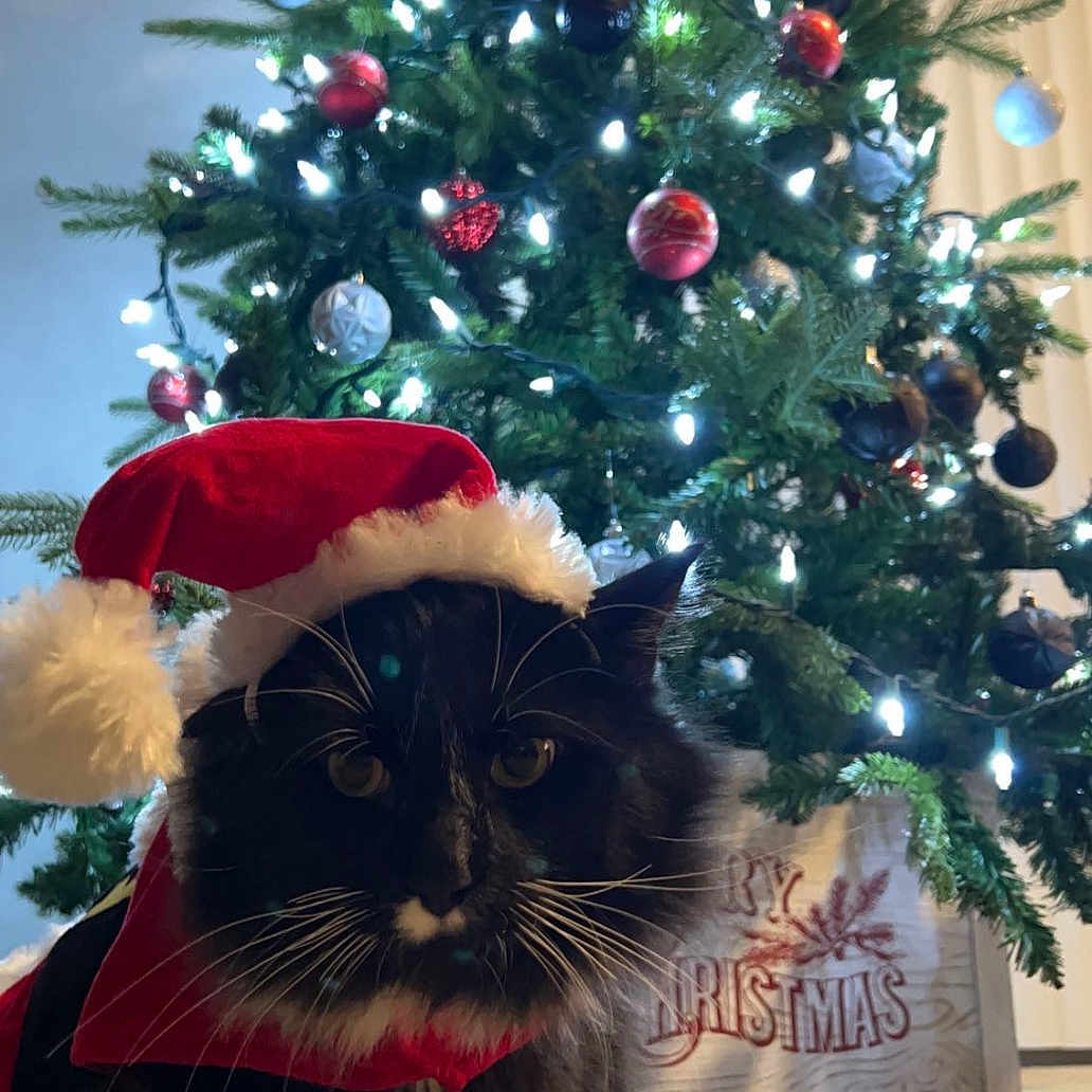 Jinxx is registered to the contest to win money with this photo: accessories, animal, cat, christmas, christmasdecorations, conifer, face, festival, head, indoors, kitten, lighting, manx, person, pet, photography, plant, portrait, pottedplant, tree