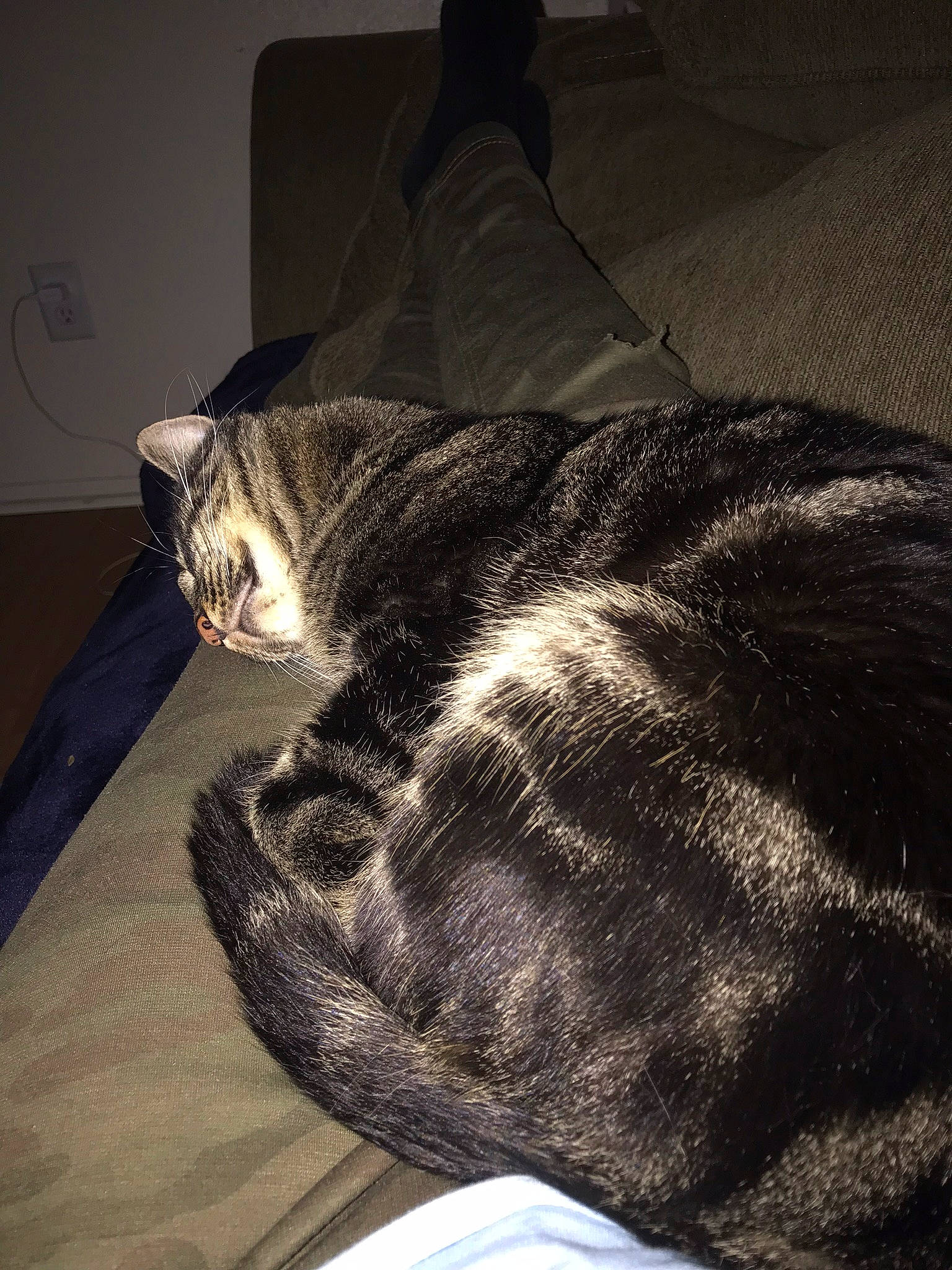 Emerald is registered to the contest to win money with this photo: american_shorthair, carnivore, cat, comfort, domestic_short_haired_cat, ear, european_shorthair, felidae, fur, sleep, small_to_medium_sized_cats, tabby_cat, tail, whiskers