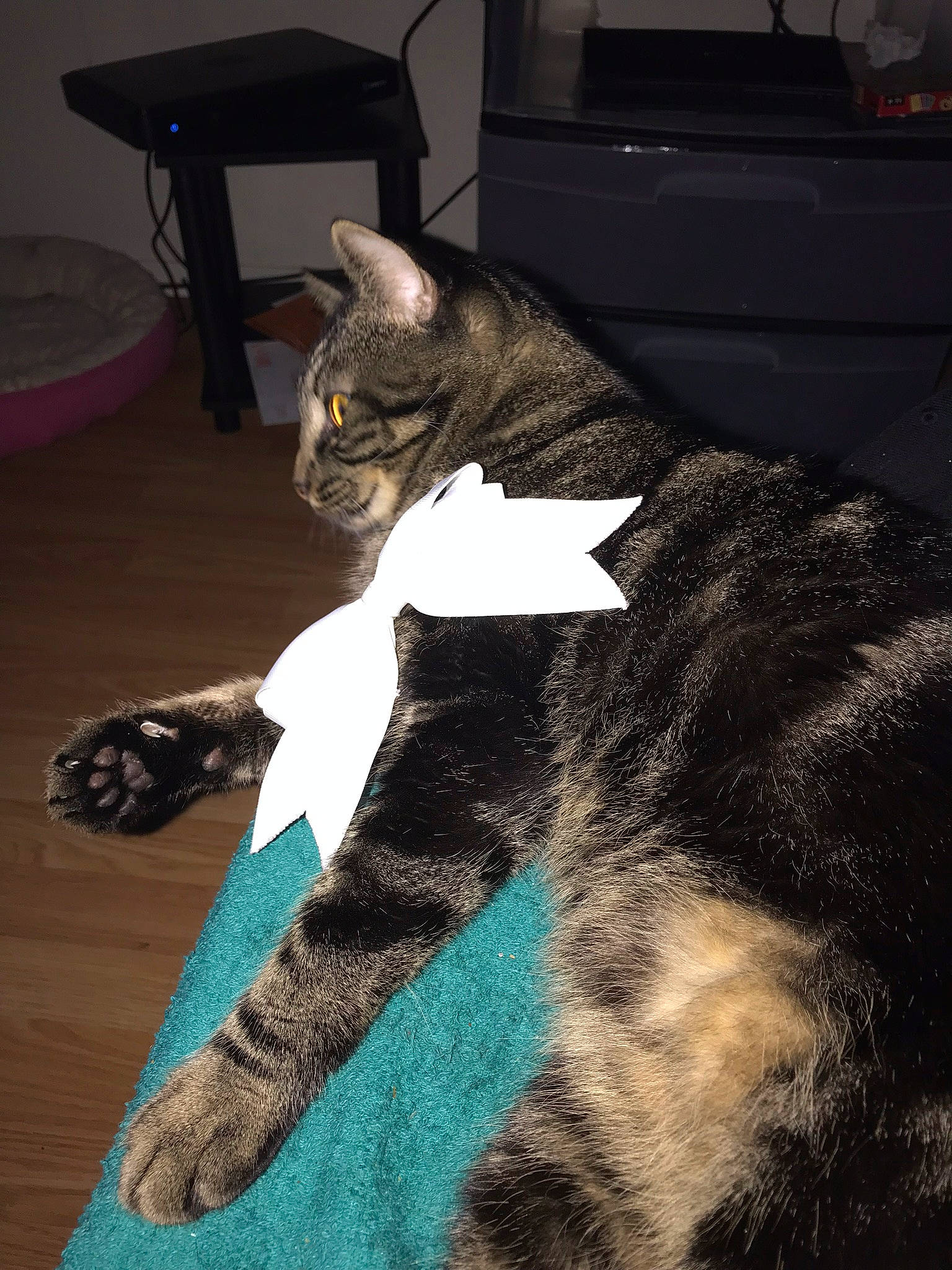 Emerald joined the competition — help win amazing prizes! american_shorthair, asian, california_spangled, carnivore, cat, domestic_short_haired_cat, dragon_li, egyptian_mau, european_shorthair, felidae, fur, kitten, ocicat, polydactyl_cat, sitting, small_to_medium_sized_cats, tabby_cat, table, tail, whiskers