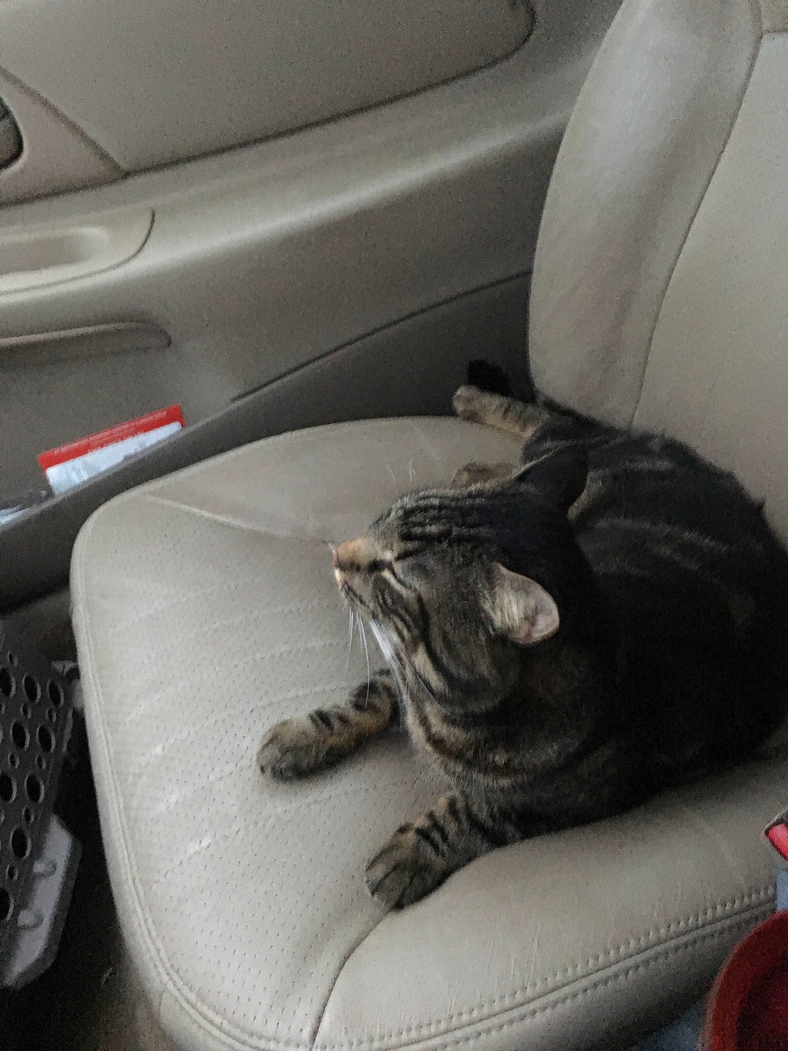 Emerald is registered to the contest to win money with this photo: asian, auto_part, car, car_seat, car_seat_cover, carnivore, cat, claw, comfort, domestic_short_haired_cat, felidae, hand, kitten, leg, paw, small_to_medium_sized_cats, tabby_cat, vehicle, vehicle_door, whiskers