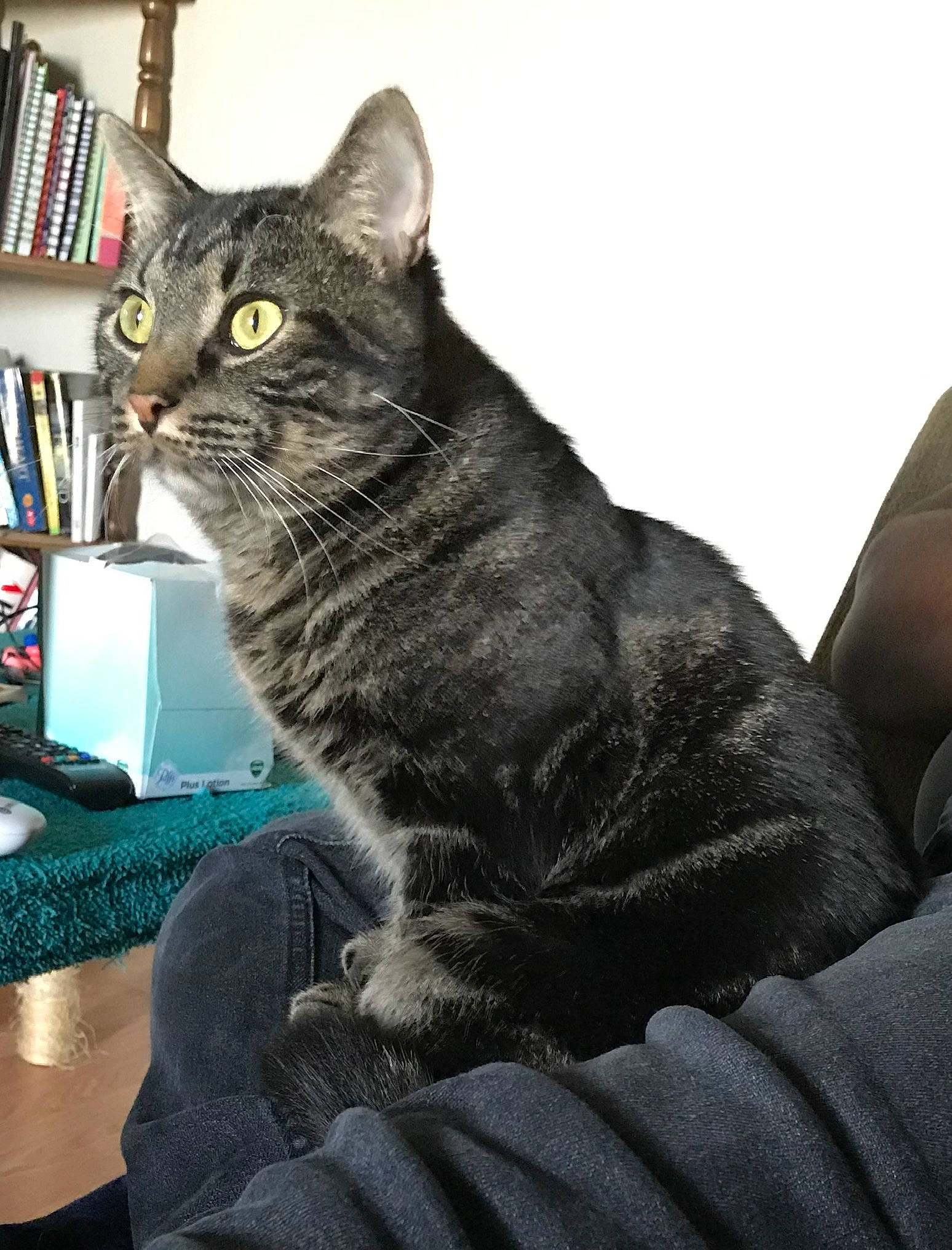 Emerald is registered to the contest to win money with this photo: american_shorthair, asian, australian_mist, british_shorthair, california_spangled, carnivore, cat, chartreux, domestic_short_haired_cat, dragon_li, european_shorthair, felidae, kitten, korat, leg, mammal, sitting, small_to_medium_sized_cats, tabby_cat, whiskers