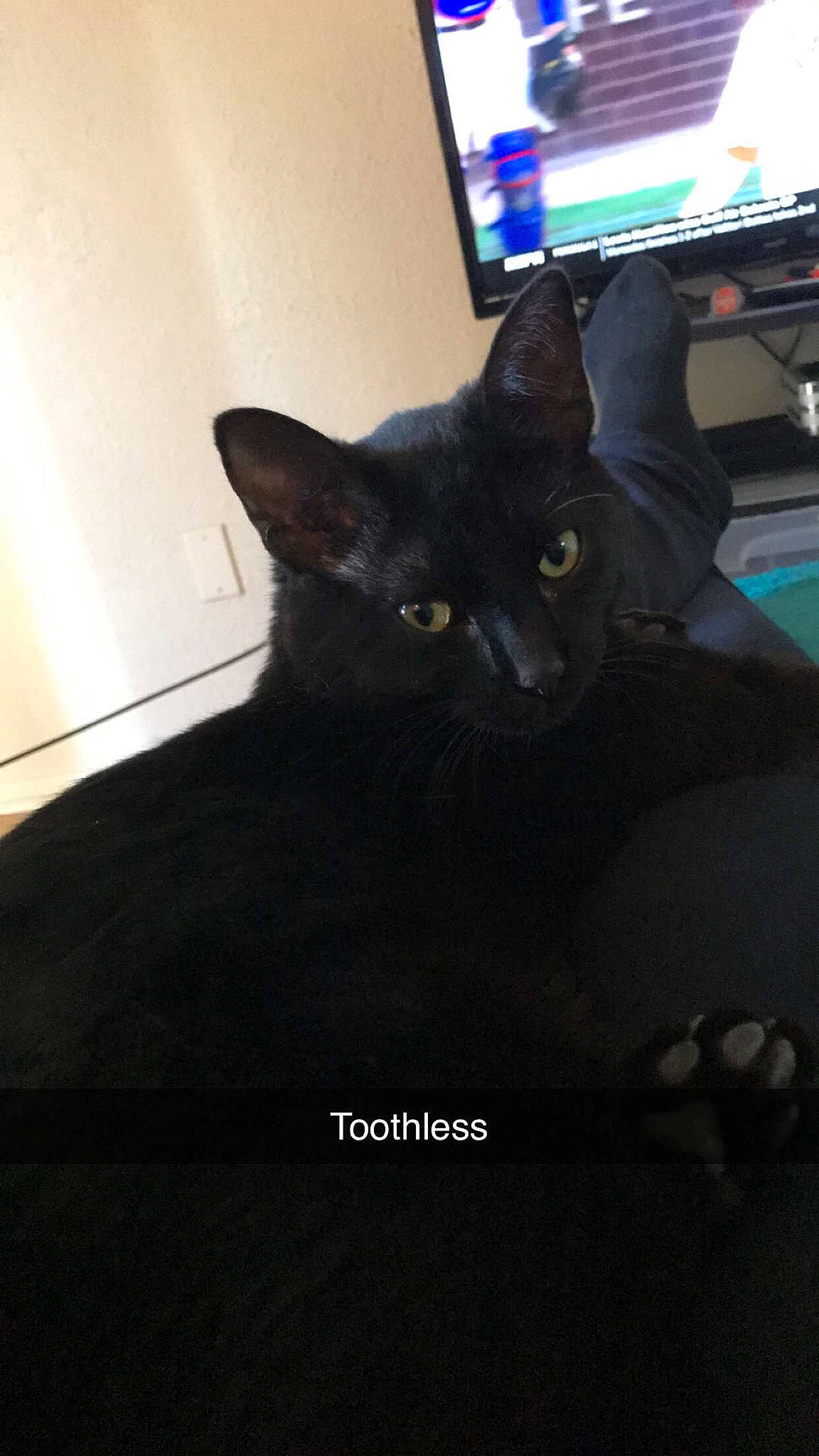 Toothless is registered to the contest to win money with this photo: asian, black, black_cat, bombay, carnivore, cat, domestic_short_haired_cat, eye, felidae, kitten, small_to_medium_sized_cats, whiskers