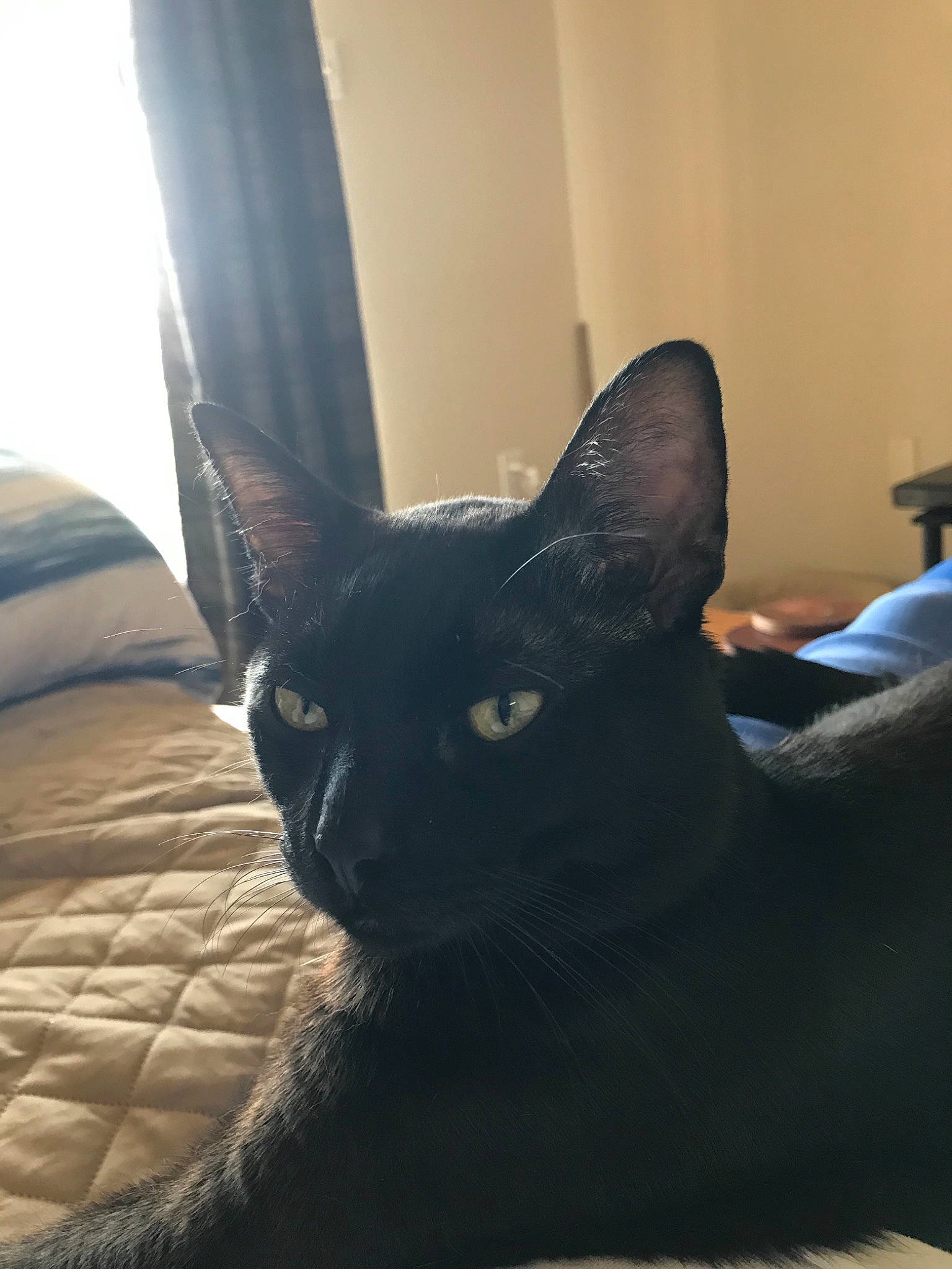 Toothless is registered to the contest to win money with this photo: asian, black, black_cat, carnivore, cat, devon_rex, ear, felidae, fur, kitten, mammal, sky, small_to_medium_sized_cats, snout, whiskers