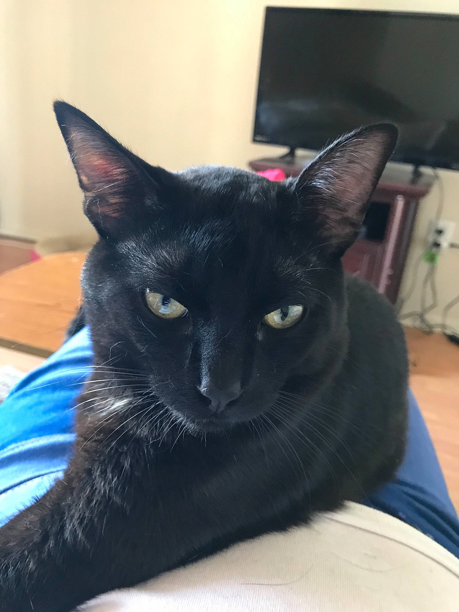 Toothless joined the competition — help win amazing prizes! asian, black, black_cat, bombay, burmese, carnivore, cat, domestic_short_haired_cat, ear, felidae, german_rex, havana_brown, korat, mammal, oriental_shorthair, small_to_medium_sized_cats, snout, vertebrate, whiskers