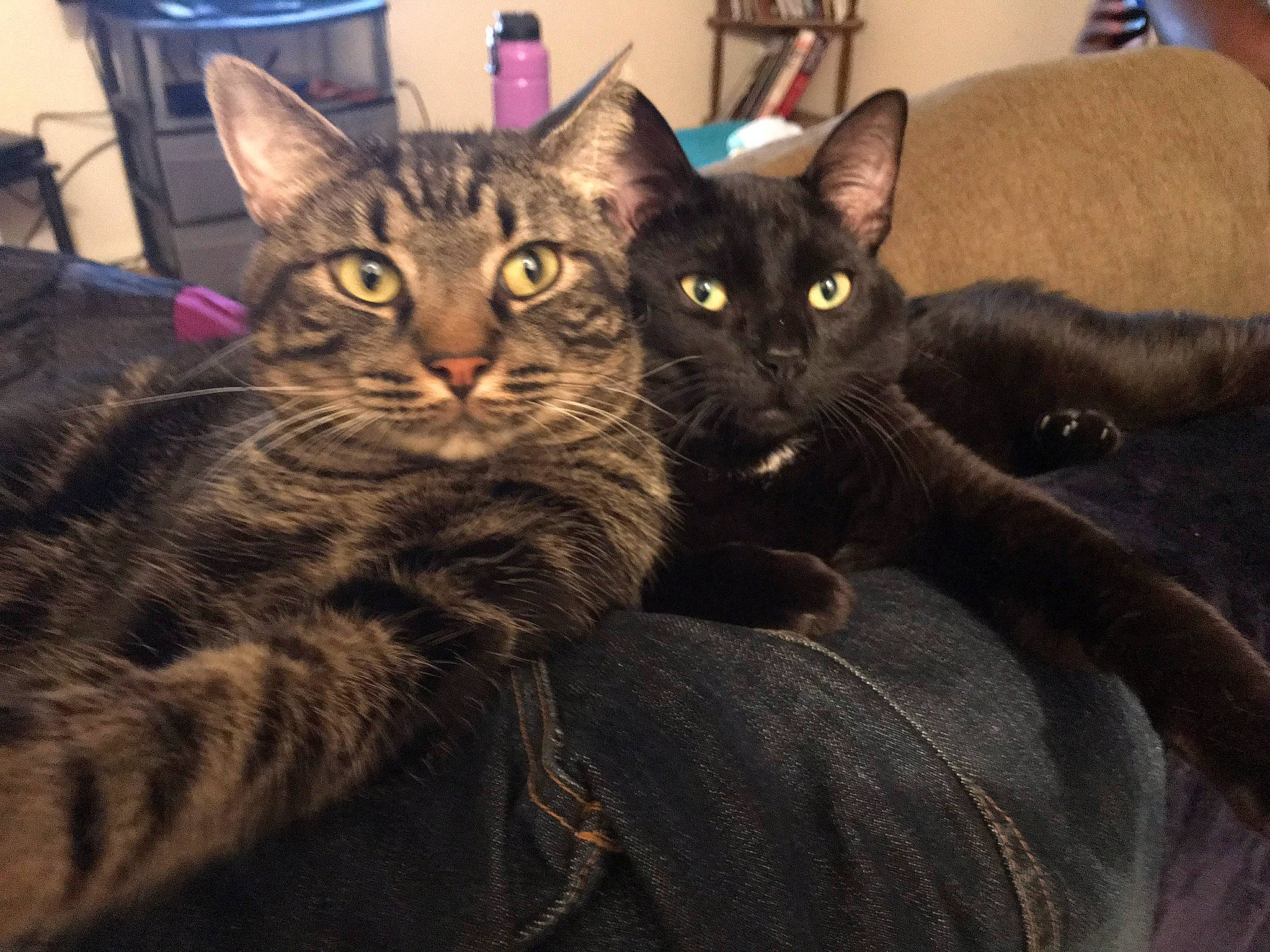 Toothless is registered to the contest to win money with this photo: asian, black_cat, california_spangled, carnivore, cat, domestic_short_haired_cat, dragon_li, european_shorthair, felidae, german_rex, kitten, mammal, oriental_longhair, small_to_medium_sized_cats, snout, tabby_cat, vertebrate, whiskers