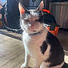 Spooky Durnin is registered to the contest to win money with this photo: cat, black_and_white, indoor, sunlight, floor, window, household_items, container, bag, pet, feline, collar, sitting, shadow, calm, fur, whiskers, ears, closeup, domestic