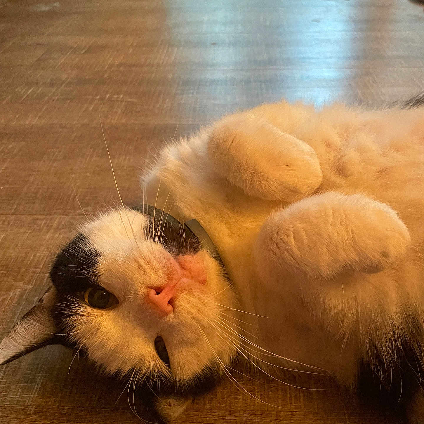 Spooky Durnin is registered to the contest to win money with this photo: cat, black_and_white, fluffy, lying_down, wooden_floor, indoor, pet, whiskers, paws, collar, curious, close_up, relaxed, fur, animal, cute, domestic, resting, one_eye_closed, warm_lighting