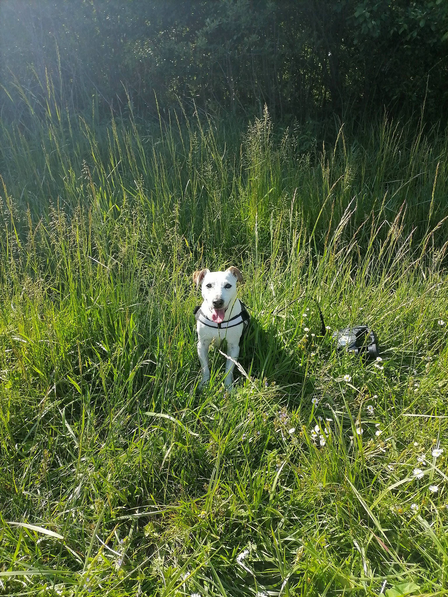 Bingo participe au concours pour gagner de l'argent avec cette photo : canidae, carnivore, companion_dog, dog, dog_breed, fawn, grass, grass_family, grassland, groundcover, meadow, natural_landscape, pasture, plant, prairie, sitting, sporting_group, terrestrial_animal, terrestrial_plant, wildlife