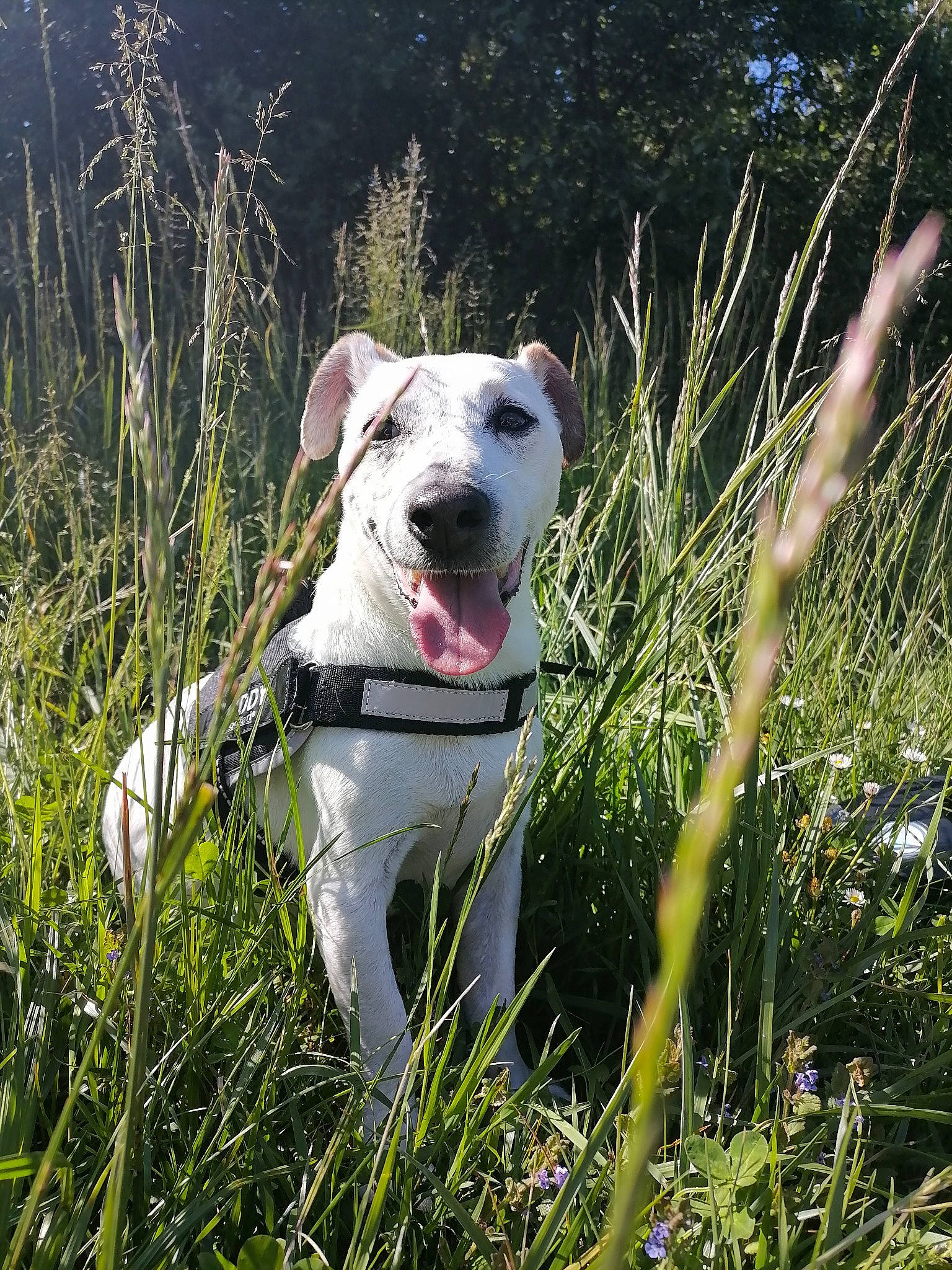 Bingo a rejoint le concours — aidez-le/la à gagner de superbes lots ! canidae, carnivore, collar, companion_dog, dog, dog_breed, dog_collar, dogo_guatemalteco, fawn, grass, grassland, pasture, pet_supply, plant, snout, sporting_group, tail, terrestrial_animal, whiskers, working_animal