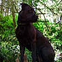 animal, canine, conifer, dog, green, grove, jungle, labradorretriever, land, nature, outdoors, panther, pet, plant, puppy, rainforest, tree, vegetation, wood, woodland
