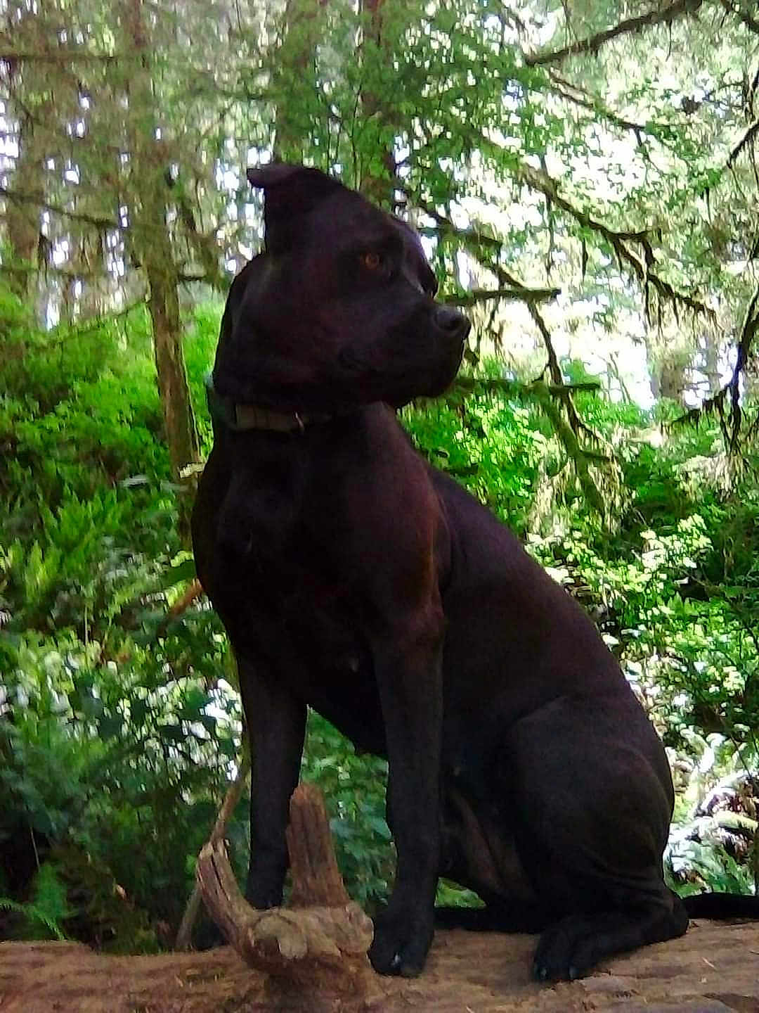 Nemesis
