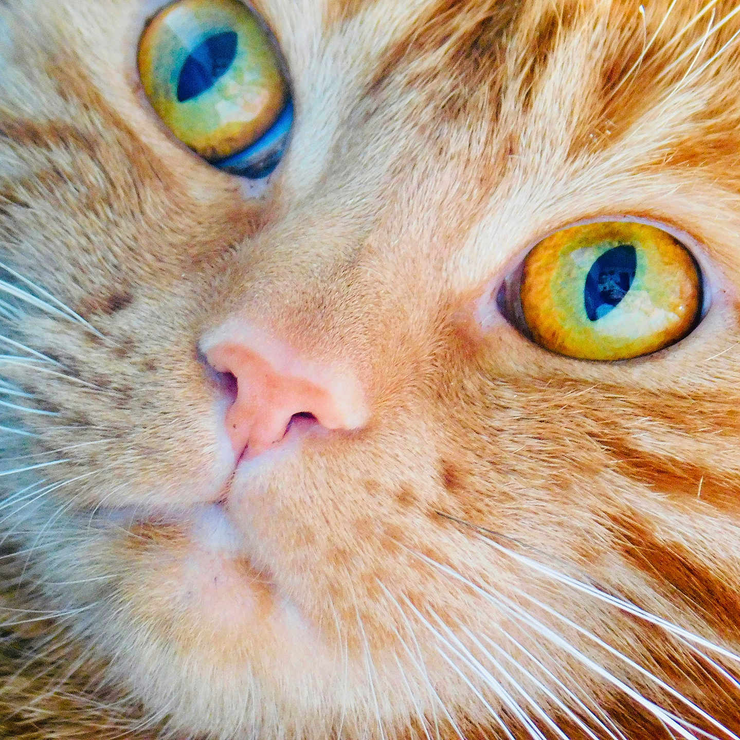Caramelle a rejoint le concours — aidez-le/la à gagner de superbes lots ! abyssinian, angora, animal, cat, citrusfruit, food, fruit, kitten, manx, orange, person, pet, plant, produce, sleeping, snout