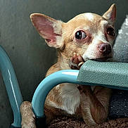 Piru is registered to the contest to win money with this photo: animal, armrest, blanket, brown, chihuahua, closeup, cozy, cute, dog, ear, expression, face, indoor, looking, paw, pet, resting, teal, timestamp, white