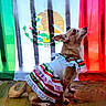 dog, pet, costume, dress, mexican_flag, celebration, indoor, wooden_floor, small_dog, brown_dog, festive, holiday, proud, looking_up, animal, portrait, colorful, decor, cute, clothing