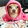 animal, blanket, chihuahua, closeup, cozy, cute, cute_pet, dog, eyes, face, fur, hoodie, indoor, nose, pet, pink_clothing, portrait, small_dog, snuggle, whiskers