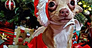 Piru is registered to the contest to win money with this photo: animal, celebration, chihuahua, christmas, christmas_tree, cute, decorations, dog, festive, fur, holiday, holiday_season, indoors, ornaments, pet, pet_clothing, presents, santa_costume, santa_hat, small_dog