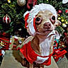 animal, celebration, chihuahua, christmas, christmas_tree, cute, decorations, dog, festive, fur, holiday, holiday_season, indoors, ornaments, pet, pet_clothing, presents, santa_costume, santa_hat, small_dog