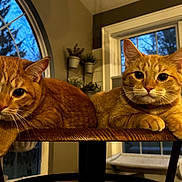 Lenny And Squiggy joined the competition — help win amazing prizes! animal, cat, cozy, curious, cute, domestic_cat, ears, eyes, feline, fur, home, indoor, living_room, orange_tabby, pair, pets, resting, table, whiskers, window