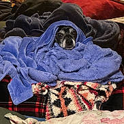 Fwea is registered to the contest to win money with this photo: dog, blanket, blue_blanket, cozy, wrapped, pet, animal, fur, face, indoor, cushion, patterned_blanket, resting, comfort, cute, snug, warm, relaxed, home, portrait