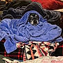 dog, blanket, blue_blanket, cozy, wrapped, pet, animal, fur, face, indoor, cushion, patterned_blanket, resting, comfort, cute, snug, warm, relaxed, home, portrait