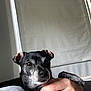 Fwea joined the competition — help win amazing prizes! dog, pet, black_dog, gray_fur, indoor, hand, human_hand, close_up, portrait, animal, cute, calm, sofa, window, curtains, relaxed, companion, friendly, domestic, furry