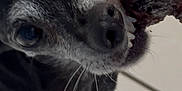 Fwea is registered to the contest to win money with this photo: dog, black_dog, gray_dog, close_up, bite, meat, food, pet, animal, whiskers, floor, tile_floor, canine, teeth, snout, indoor, hungry, focus, expressive_eyes, animal_face