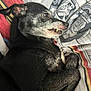 Fwea is registered to the contest to win money with this photo: dog, black_dog, pet, lying_down, close_up, blanket, bed, fur, teeth, sleepy, resting, animal, cozy, indoor, cute, paw, snout, ears, gray_hair, canine