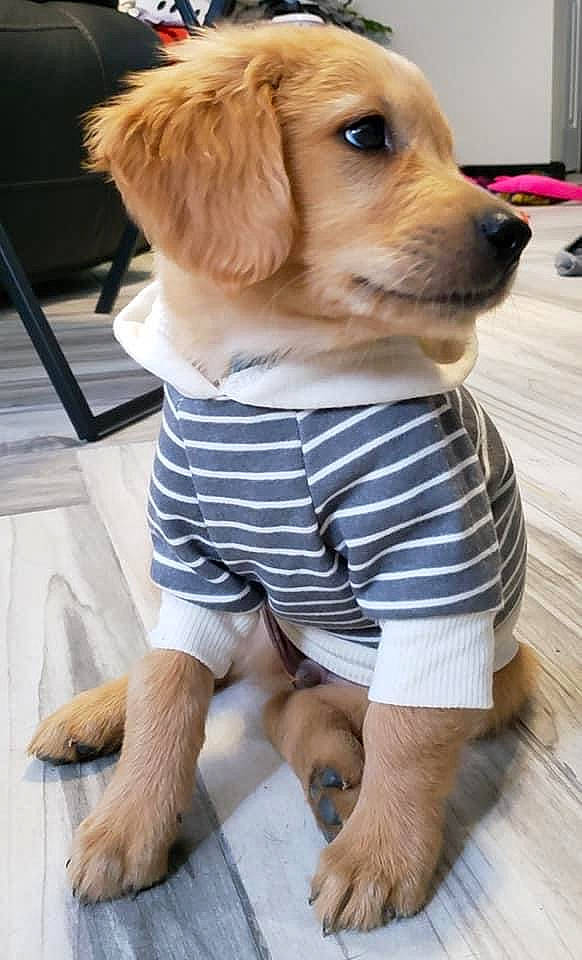 Bowie joined the competition — help win amazing prizes! barefoot, carnivore, companion_dog, dog, dog_breed, dog_clothes, dog_supply, fawn, flooring, foot, fur, human_leg, pattern, pet_supply, plaid, snout, thigh, toy, whiskers, working_animal