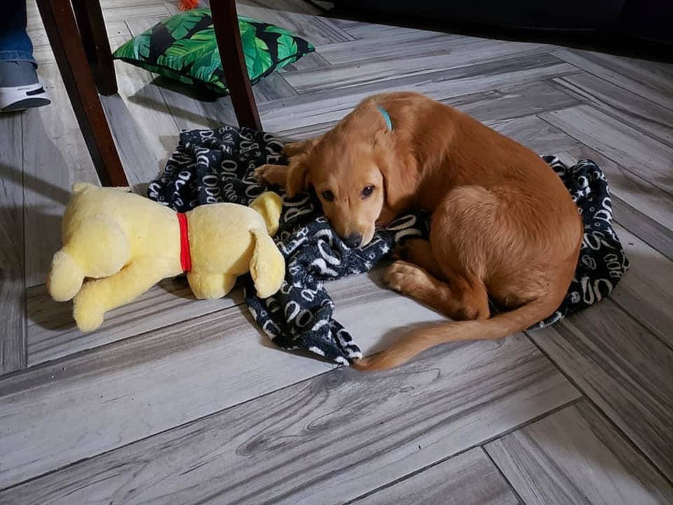 Bowie is registered to the contest to win money with this photo: canidae, carnivore, comfort, companion_dog, dog, dog_breed, dog_supply, fawn, flooring, hardwood, liver, paw, pet_supply, snout, sporting_group, tail, toy, toy_dog, wood, working_animal