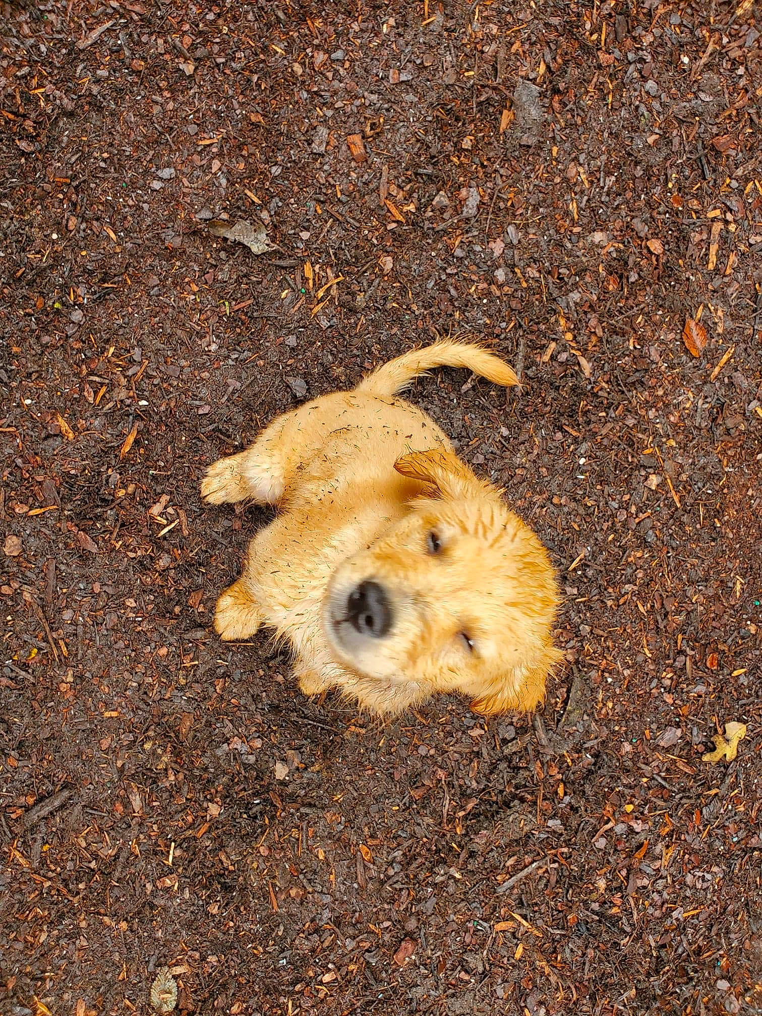 Bowie is registered to the contest to win money with this photo: asphalt, canidae, carnivore, companion_dog, concrete, dog, dog_breed, fawn, grass, paw, road_surface, shadow, soil, sporting_group, tail, tar, terrestrial_animal