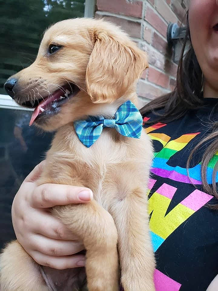 Bowie joined the competition — help win amazing prizes! canidae, carnivore, collar, companion_dog, dog, dog_breed, dog_collar, dog_supply, fashion_accessory, fawn, fur, gun_dog, leash, liver, pet_supply, snout, sporting_group, water, working_animal