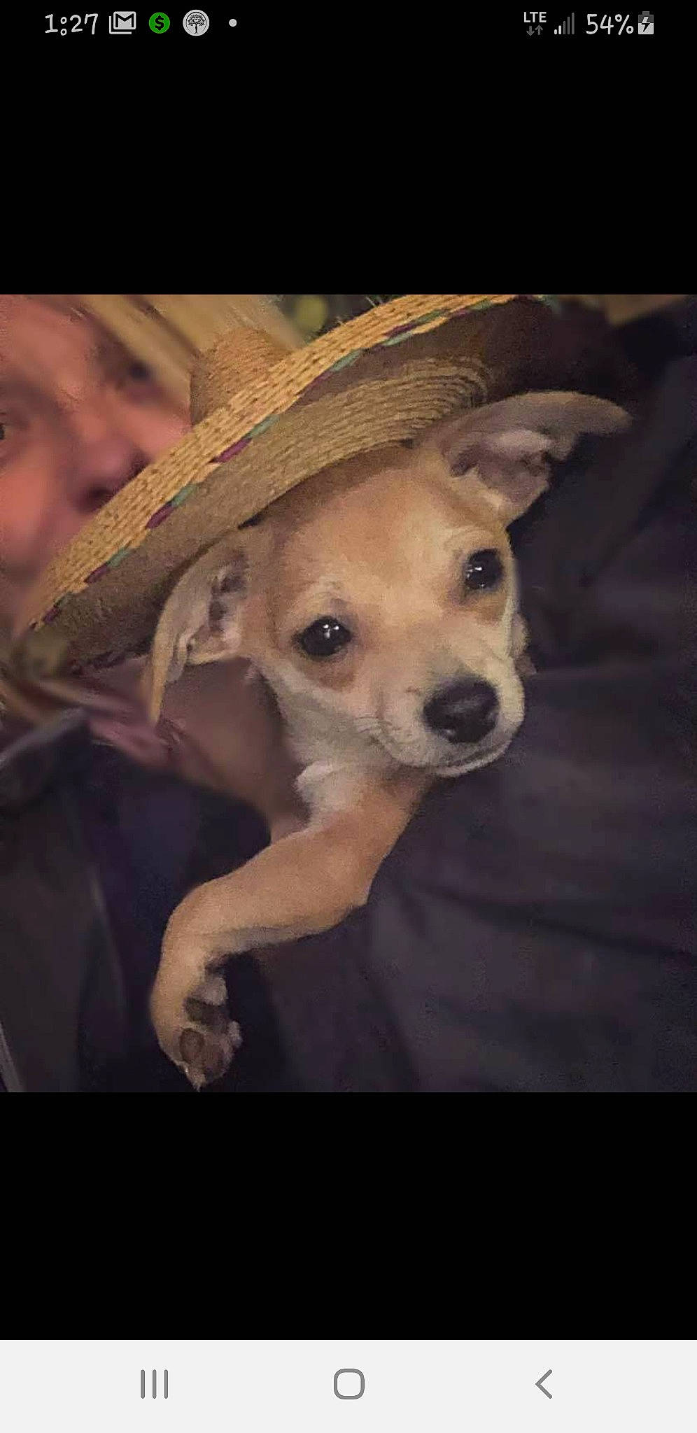 Nacho is registered to the contest to win money with this photo: canidae, cap, carnivore, companion_dog, cowboy_hat, dog, dog_breed, ear, fashion_accessory, fawn, fedora, flash_photography, fur, hat, snout, sporting_group, sun_hat, toy_dog, whiskers, working_animal
