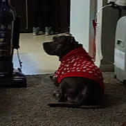 Champ is registered to the contest to win money with this photo: dog, pet, red_sweater, polka_dot, carpeted_floor, carpet, kitchen, refrigerator, vacuum_cleaner, cabinets, person_partial, legs, appliance, indoors, brown_dog, sitting, profile_view, cozy, home_interior, candid