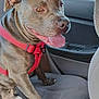 dog, pitbull, red_harness, car_interior, backseat, tongue_out, panting, paws, upholstery, window, van_outside, building, road_trip, pet, passenger, portrait, sunlight, smile, domestic_animal, happy
