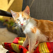Ginger participe au concours pour gagner de l'argent avec cette photo : cat, kitten, orange_and_white, striped_fabric, curious, indoors, sunlight, portrait, pet, animal, close_up, feline, whiskers, ears, eyes, soft_focus, colorful, texture, domestic_cat, young_cat