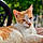 Ginger
