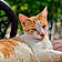 Ginger