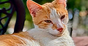 Ginger a rejoint le concours — aidez-le/la à gagner de superbes lots ! cat, orange_cat, white_cat, feline, pet, animal, relaxed, sunlight, outdoor, wooden_surface, close_up, portrait, whiskers, ears, fur, nature, green_background, blurred_background, resting, daylight