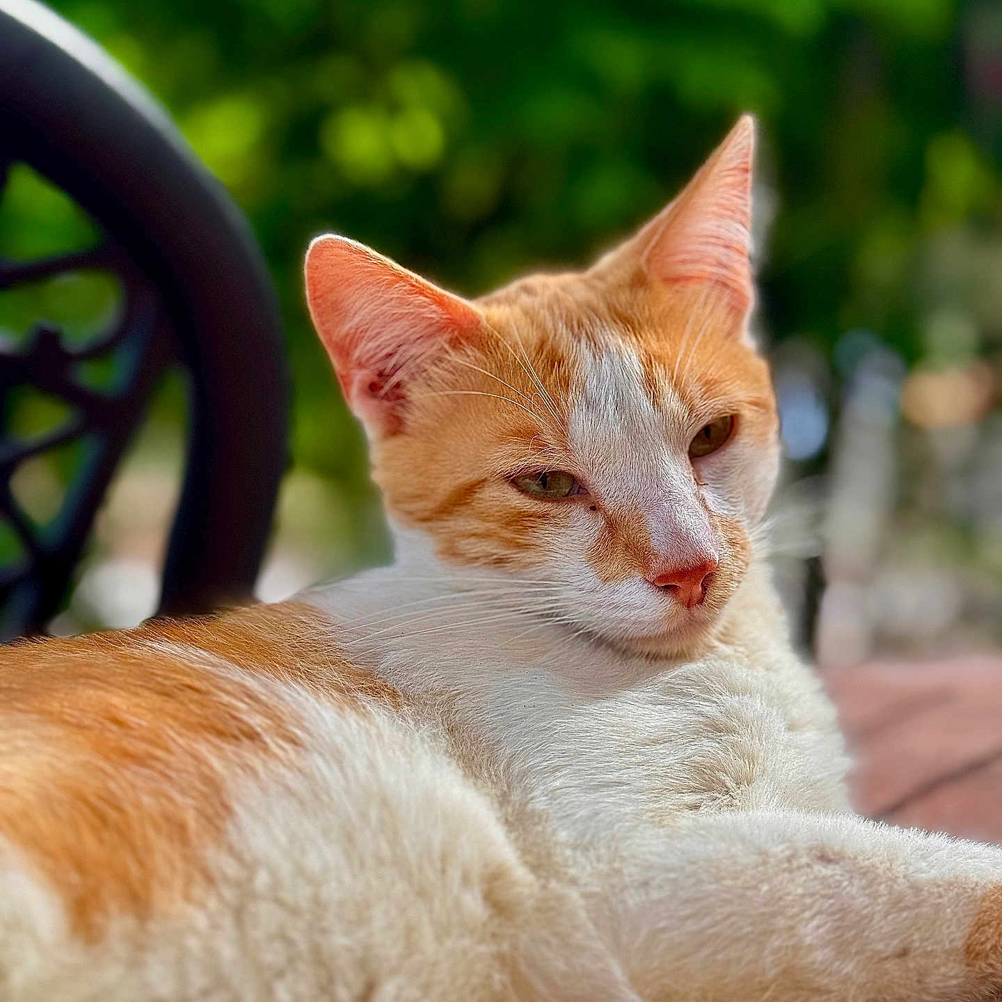 Ginger a rejoint le concours — aidez-le/la à gagner de superbes lots ! cat, orange_cat, white_cat, feline, pet, animal, relaxed, sunlight, outdoor, wooden_surface, close_up, portrait, whiskers, ears, fur, nature, green_background, blurred_background, resting, daylight